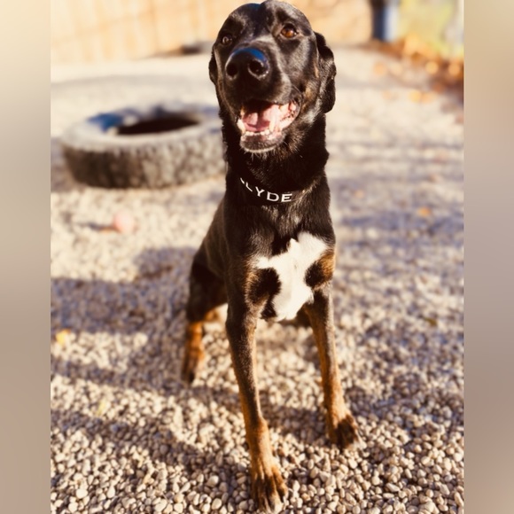 0.75” Dog Collar - White with Paw Prints/Bones, Paw Print Dog Collar, Paw Prints - Picture 8 of 15